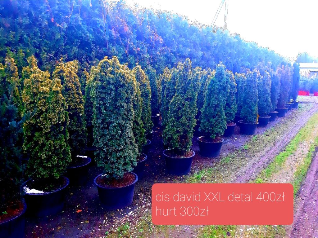 Cis hiksi 180-200cm gruby! Szmaragd sosna klon bonsai Hilli David