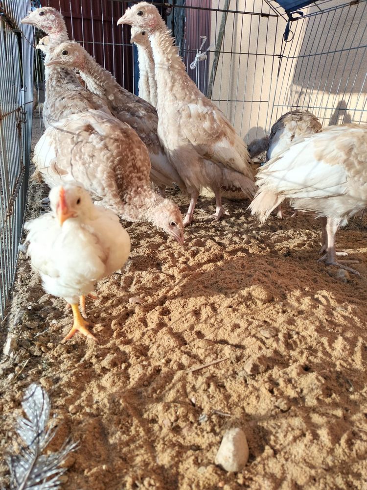 Burbońskie indyki kurczaki kurczęta