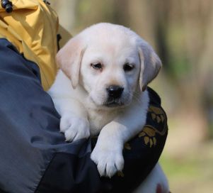 Labrador retriever FCI ZKwP biszkoptowa suczka