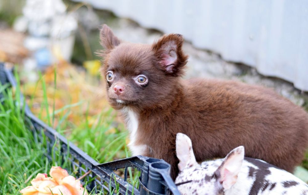 Довгошерстна дівчинка чихуахуа