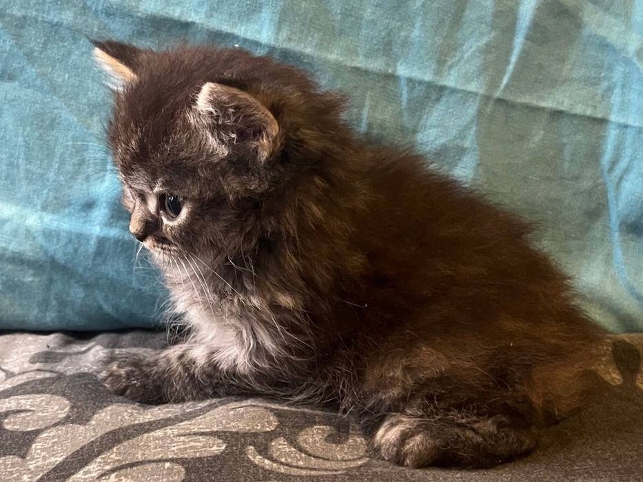 Котята от шотланской кошки