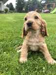 Śliczna suczka Cocker spaniel