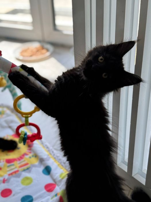 Piękny czarny maine coon Enzo felis polonia