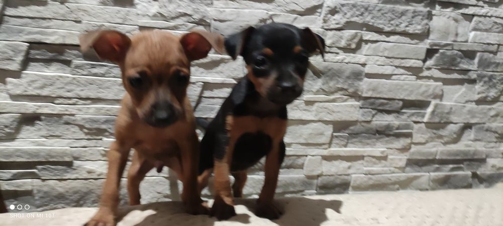 Pinczer miniatura z metryką