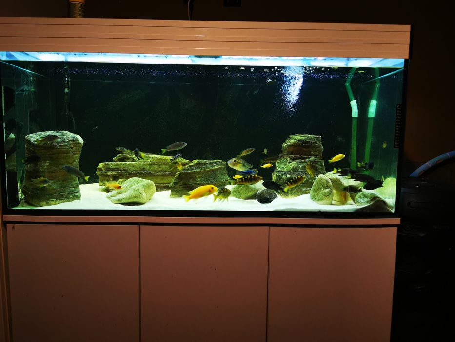 Akwarium 300l z szafką i całym wyposażeniem