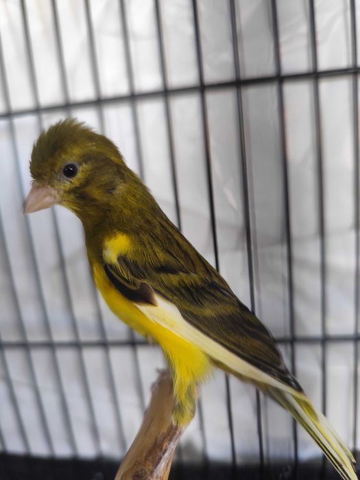 Canários raça espanhola