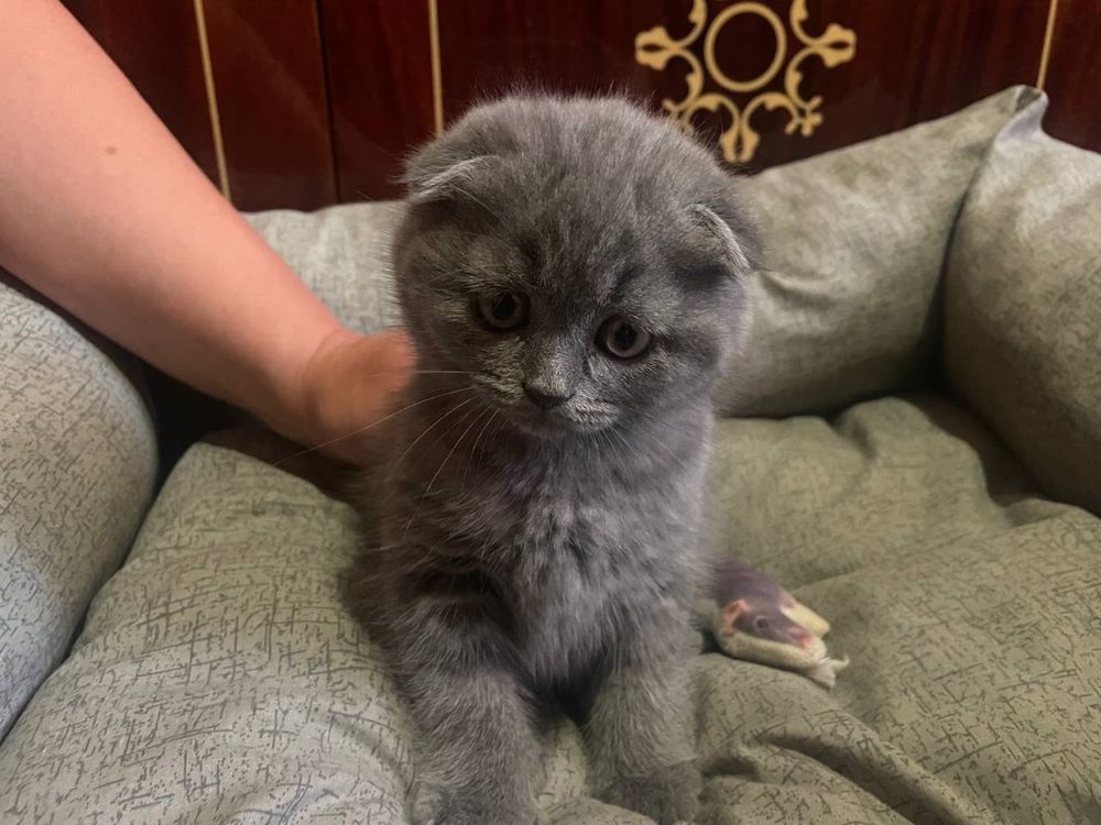 Котята Брітаночкі