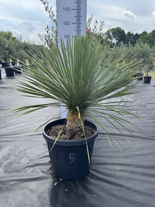 Juka rostrata 60 -85cm