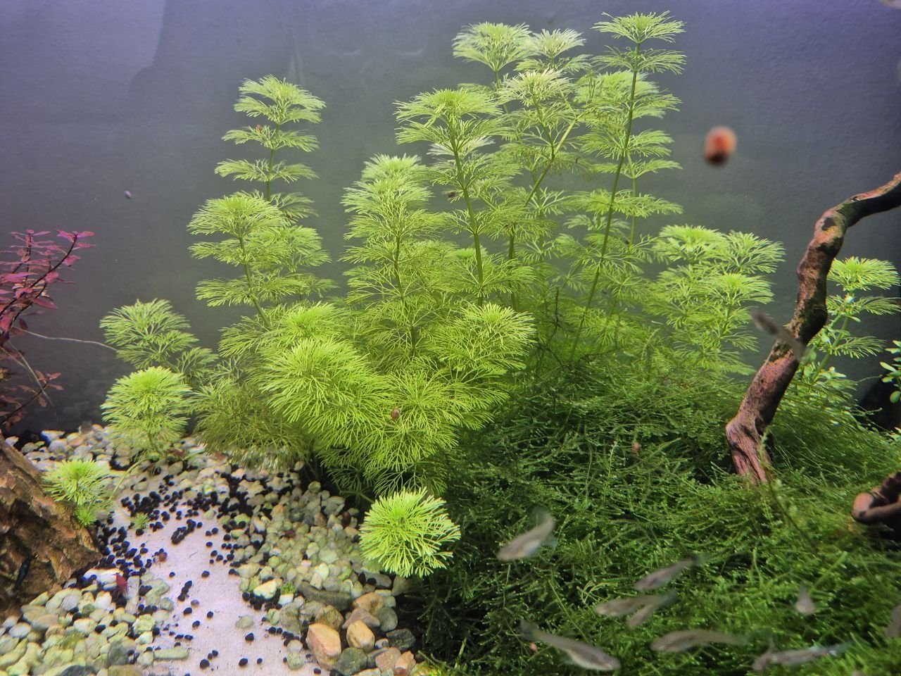Planta Aquário Limnophila Sessiliflora