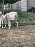 Kozy AN sprzedam