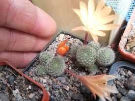 Rebutia vallengrandensis L 353 - MG - горщик - 5.5х5.5 см