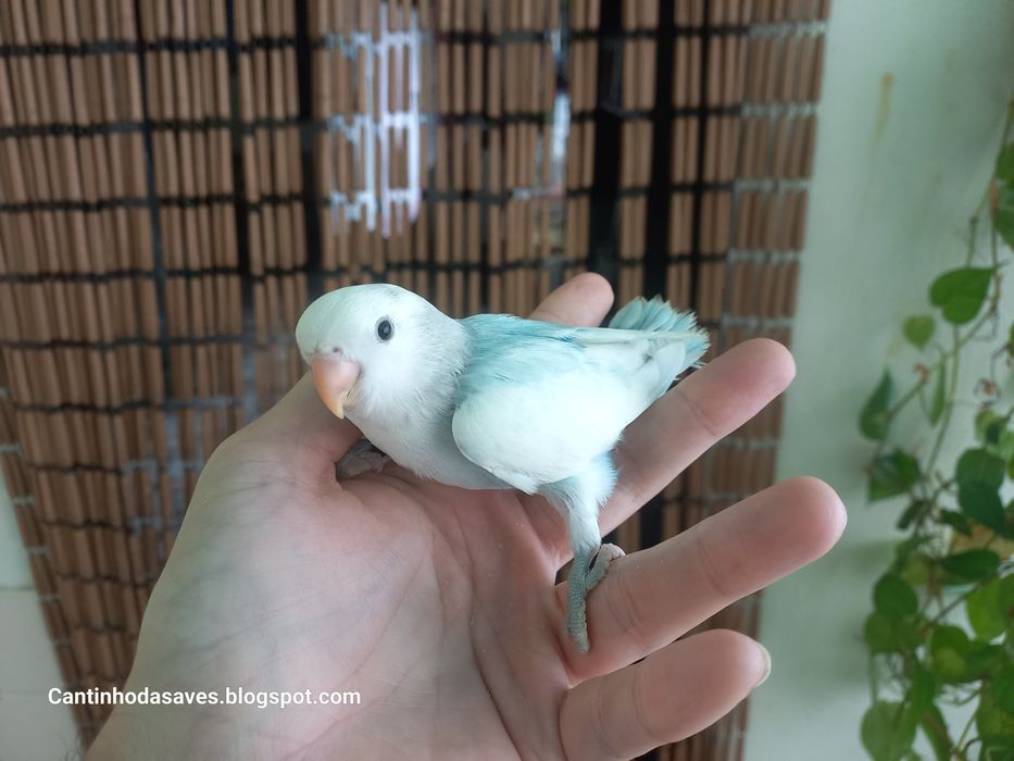 Roseicollis para acabar de criar à mão