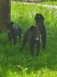 Cachorros 3 meses para adoção
