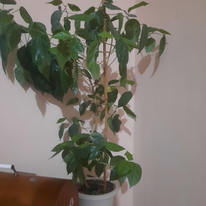 Китайская роза комнатная