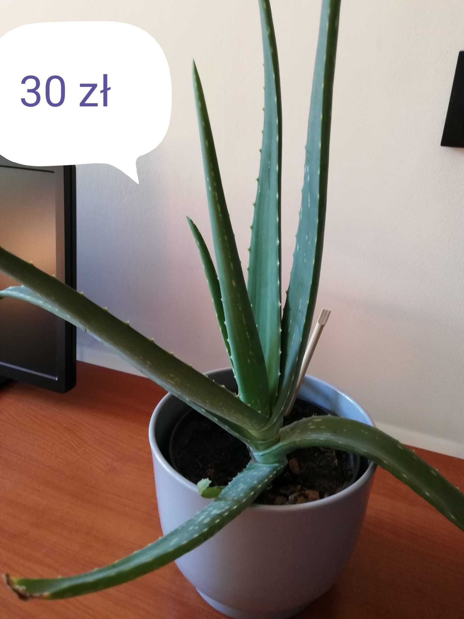 Paproć rozsada domowa średnica rośliny 40 cm
