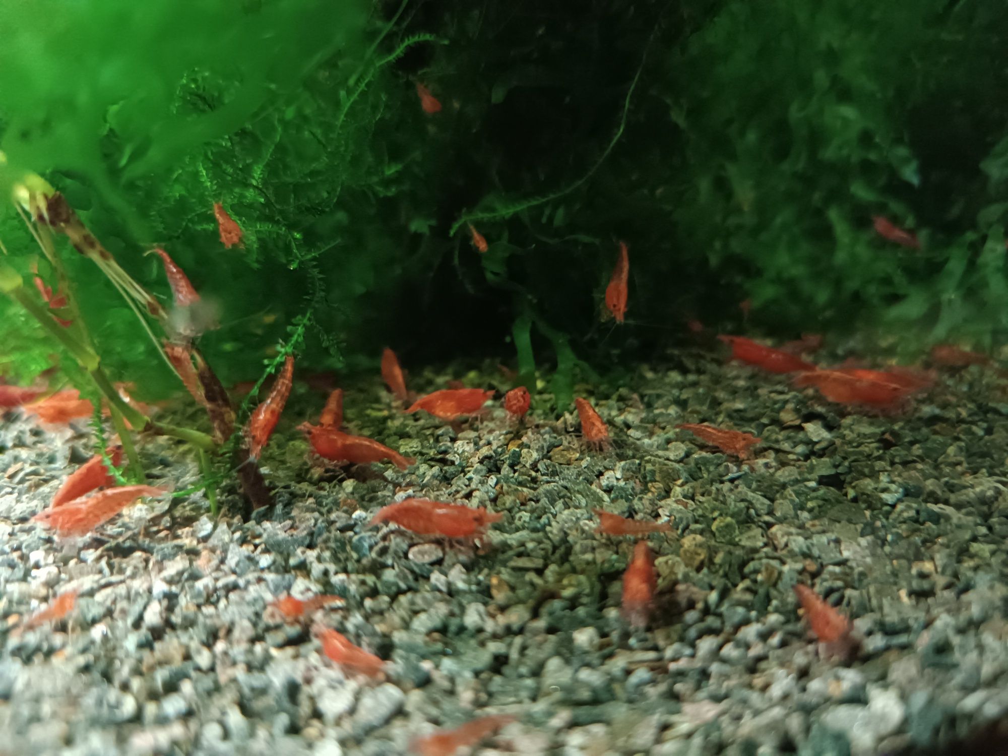 Krewetki / krewetka Red Cherry - Wysyłam