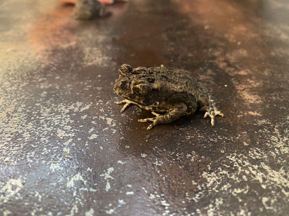 Гигантская жаба ага, сухопутная лягушка жаба