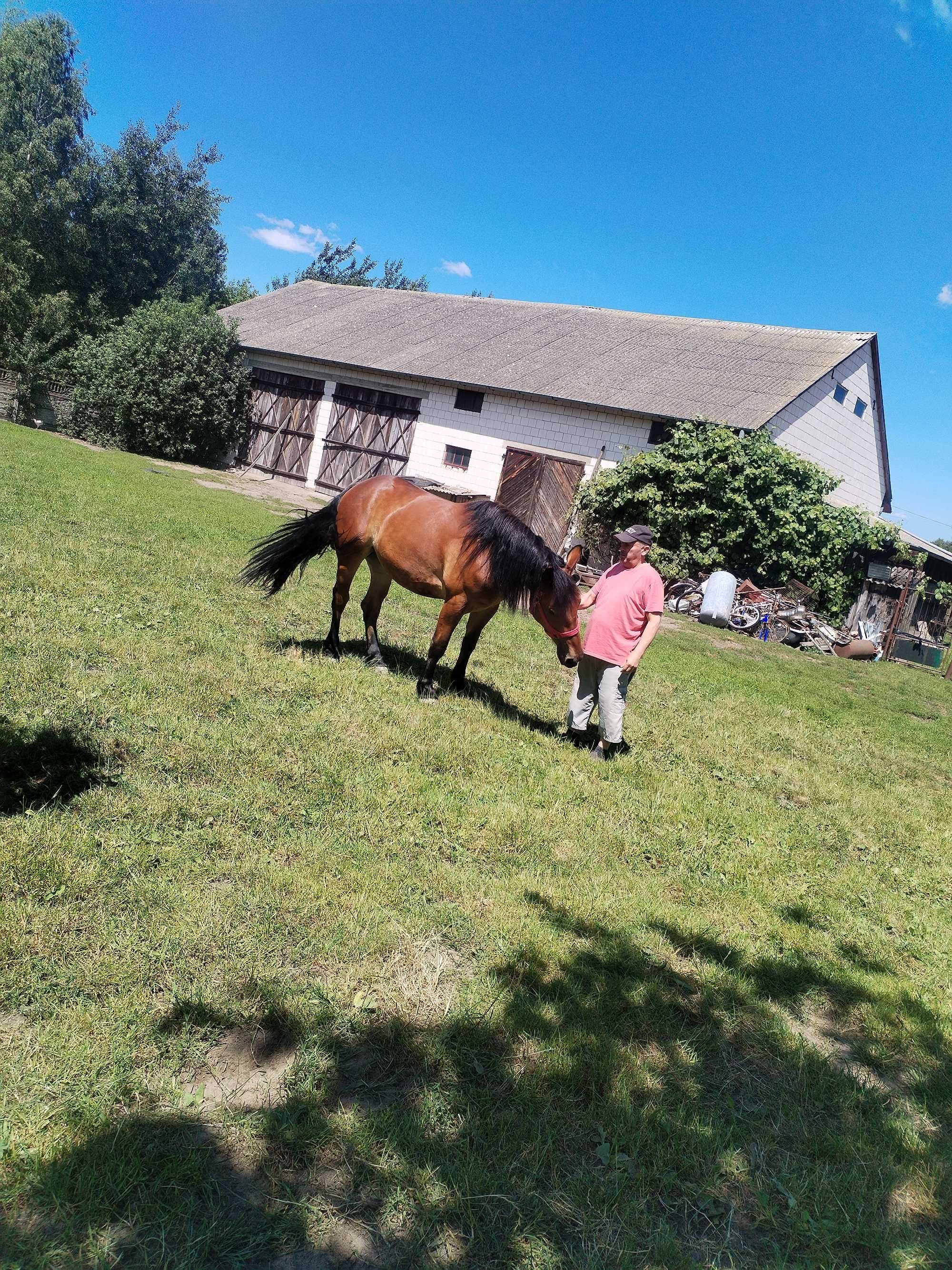 Sprzedam klacz Zimnokrwista