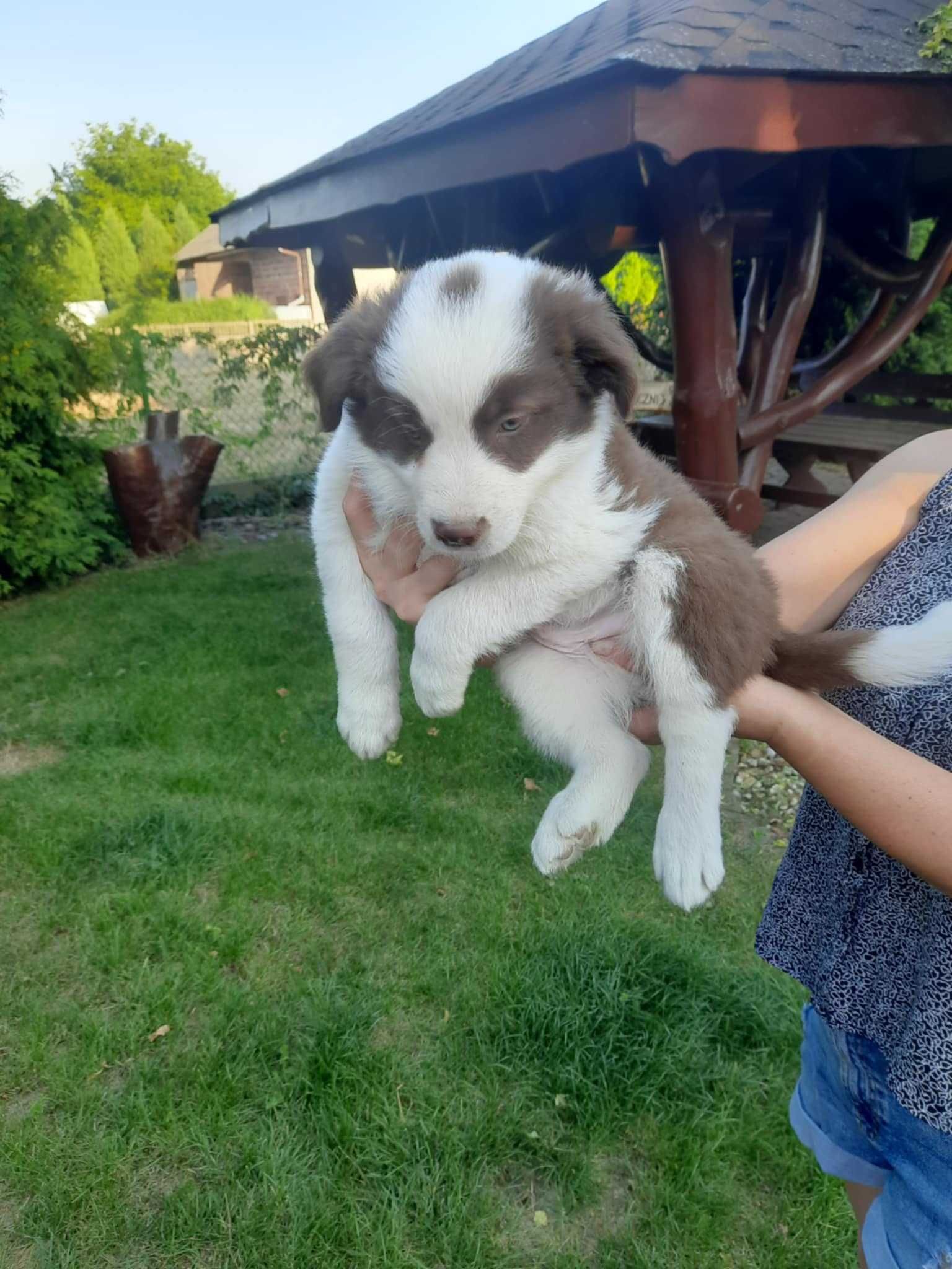 border collie, szczeniak