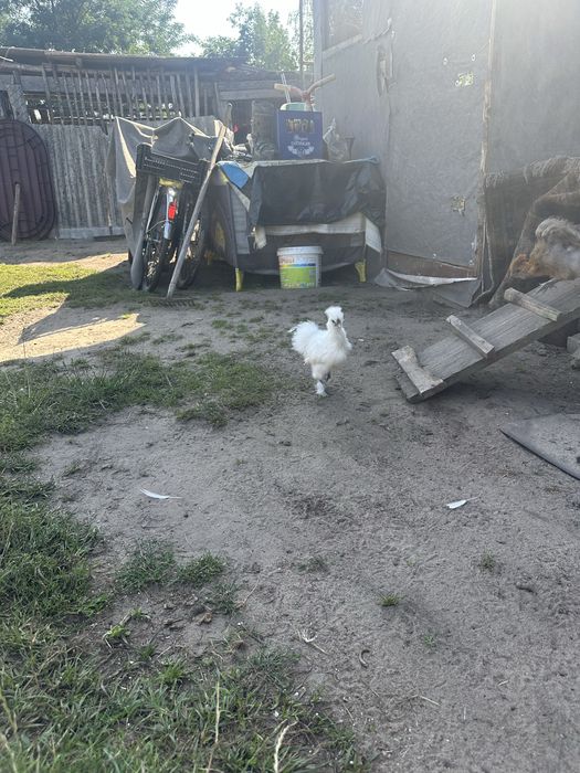 Sprzedam silki mlode