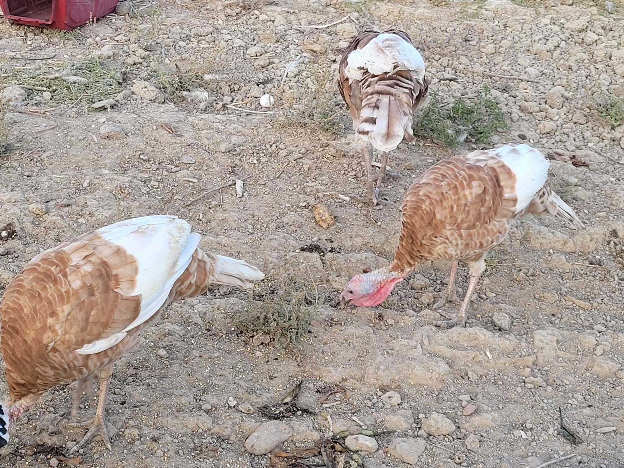 Perus de campo machos e femeas