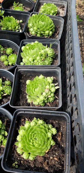 пропоную очитки та інші грунтопокривні рослини для камянистих садів