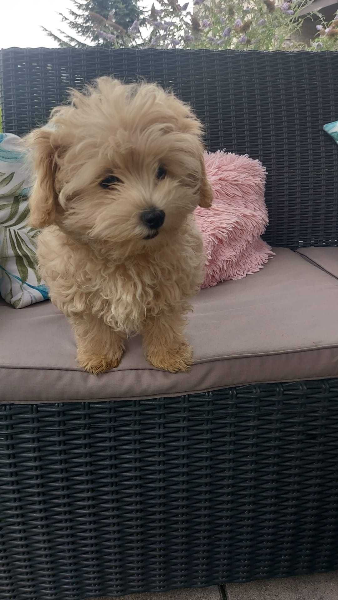 Maltipoo, śliczny.malutki. m Maltanczyk t Red Toy