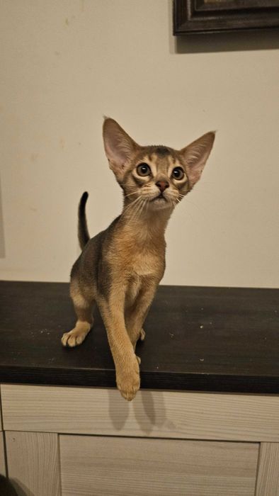 Kot Abisyński niebieski (Rodowód FPL) - gotowy do odbioru