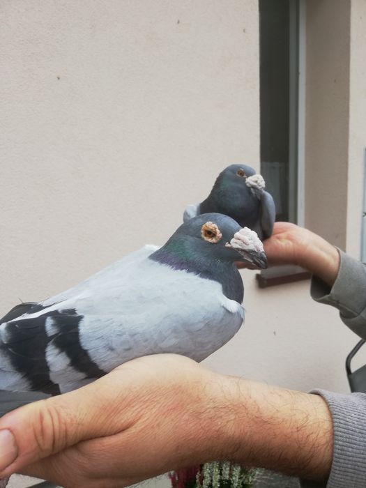 Gołębie rzeszowskie sprzedam