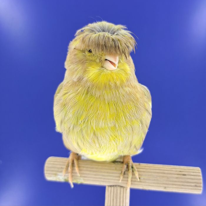 Kanarek, samiczka - sprzedam, Wrocław