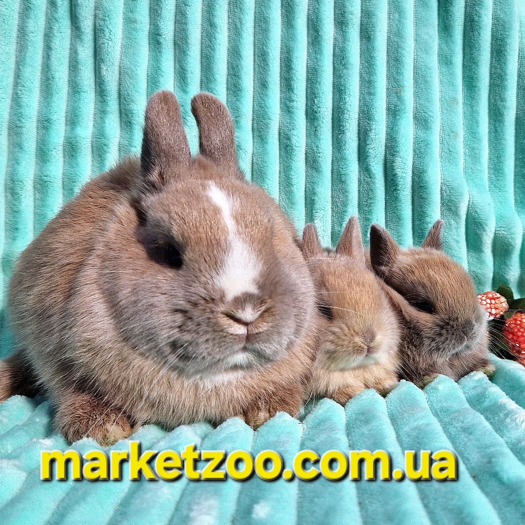 Малюки породи Netherland Dwarf Rabbit: кремовий мардер (самець) та кре