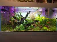 Rośliny akwariowe duży mix minimum 10 gatunków