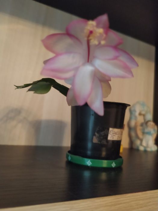 Продам рождественик, шлюмбергера, сигменти. Є деякі вкорінені.