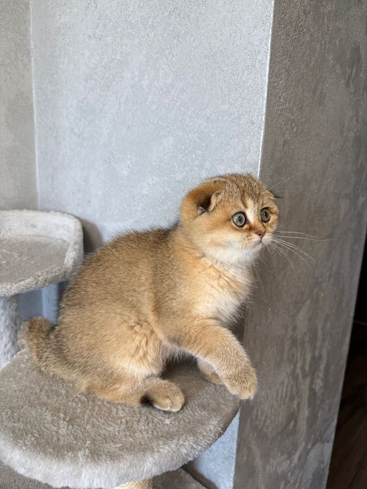 Zwisłoucha szkocka szynszyla, dziewczynka