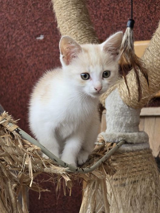 Oddam kotki w dobre ręce