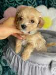 Maleńka dziewczynka Maltipoo gotowa do odbioru