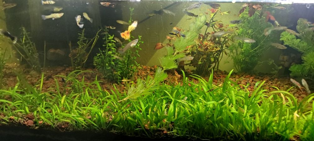 Gupiki różne odmiany dorosłe ryby lub młode molinezja ryby młode