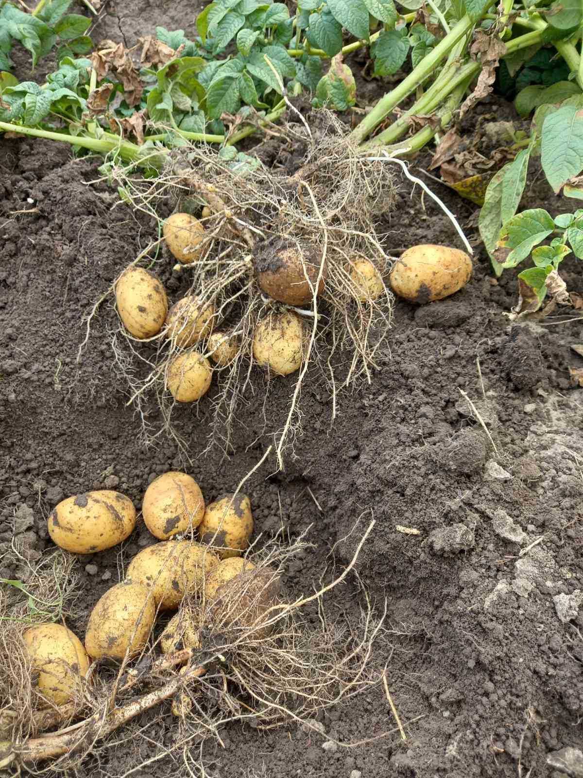 Посадочный картофель. Семенная картошка. Картопля на посадку. насінева