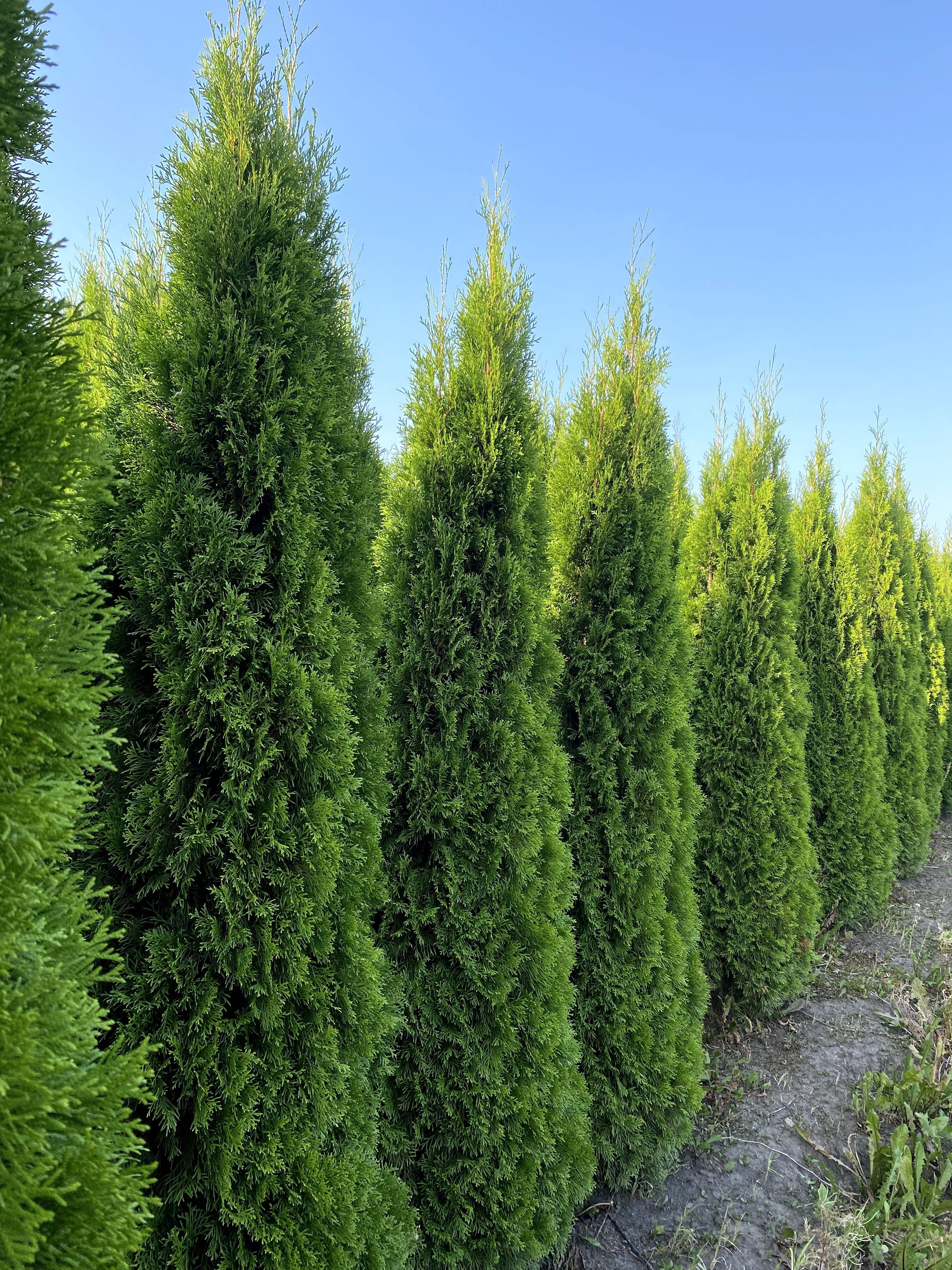 Thuja Golden Smaragd Jantar 240-320 cm i inne żywopłot Transport