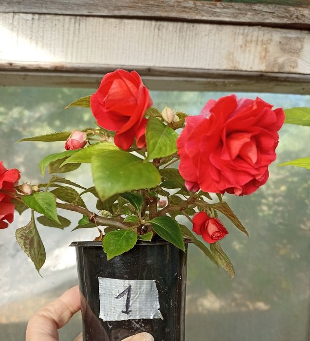 Бальзамін махровий великоквітковий кімнатний