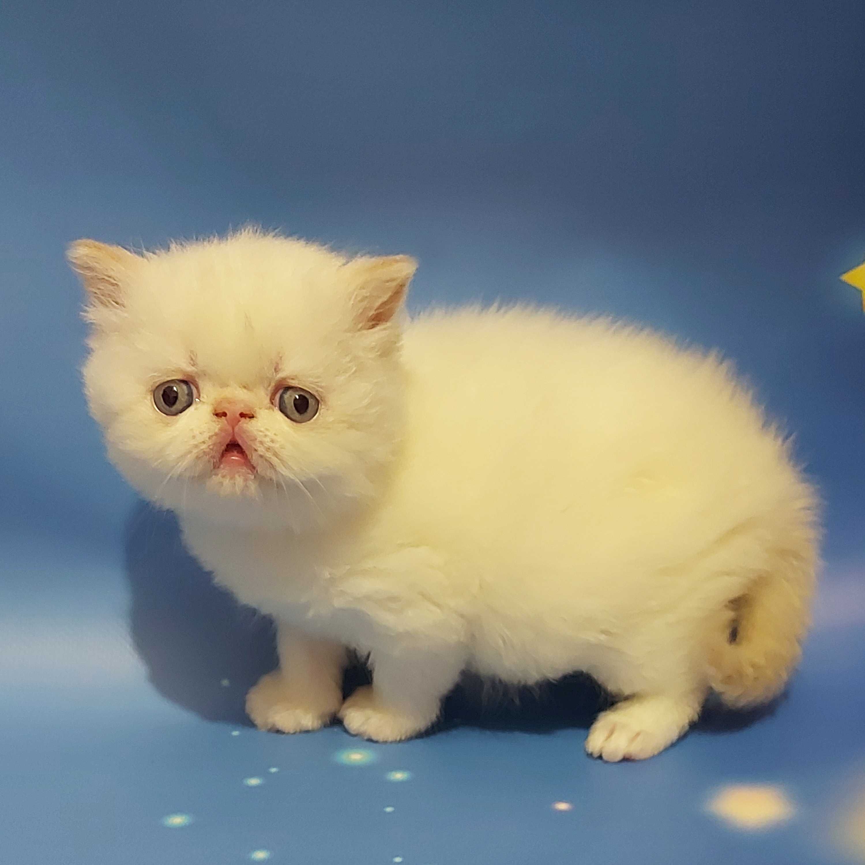 Персидские котята малыши