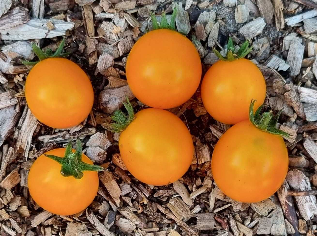 pomidor Zolotaya Rossyp nasiona kolekcjonerskie