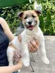 Jack Russell Terrier FCI ZKWP piesek