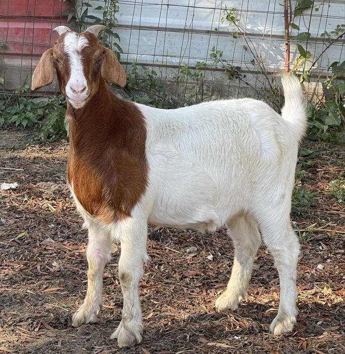 1 cabrita boer ( 9 meses ) ler anuncio