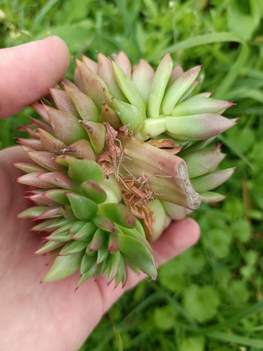 Echeveria agavoides cristata