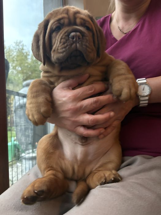 Dogue de Bordeaux ostatni piesek