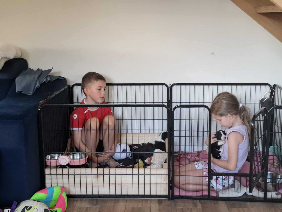 Border Collie Szczeniak z rodowodem, pies wychowany w domu.