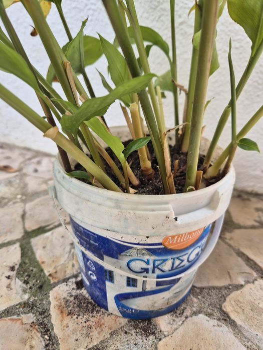 Plantas de cardamomo