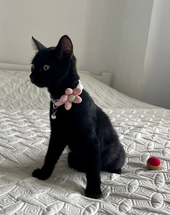 Отдам даром в добрые руки черную кошечку