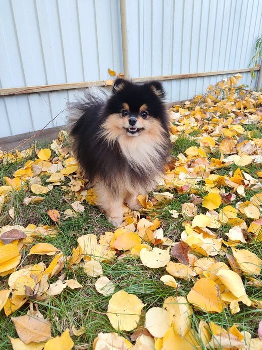 Shpitz Pomeranian and mini